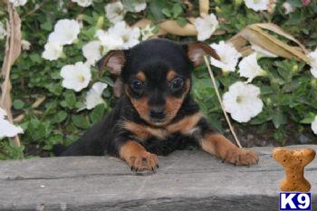 Hanley - Chorkie Male